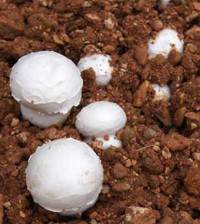 cultivo-chanpinon-agaricus-bisporus cultivo-chanpinon-agaricus-bisporus