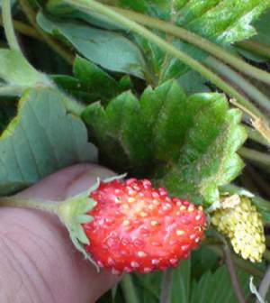 fresas-fragaria-1