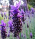 Lavanda en huerto urbano Lavanda en huerto urbano