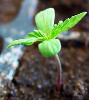 planta-de-marihuana