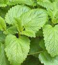 plantas-de-melissa-officinalis plantas-de-melissa-officinalis