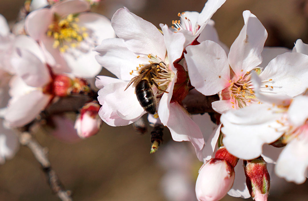 Abejas polinizando flores de almendro