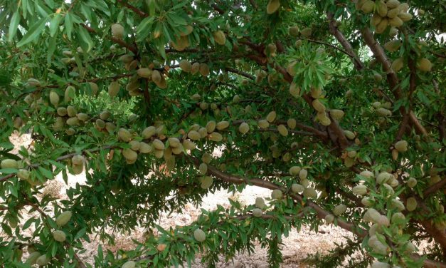 Guía de abonado del almendro