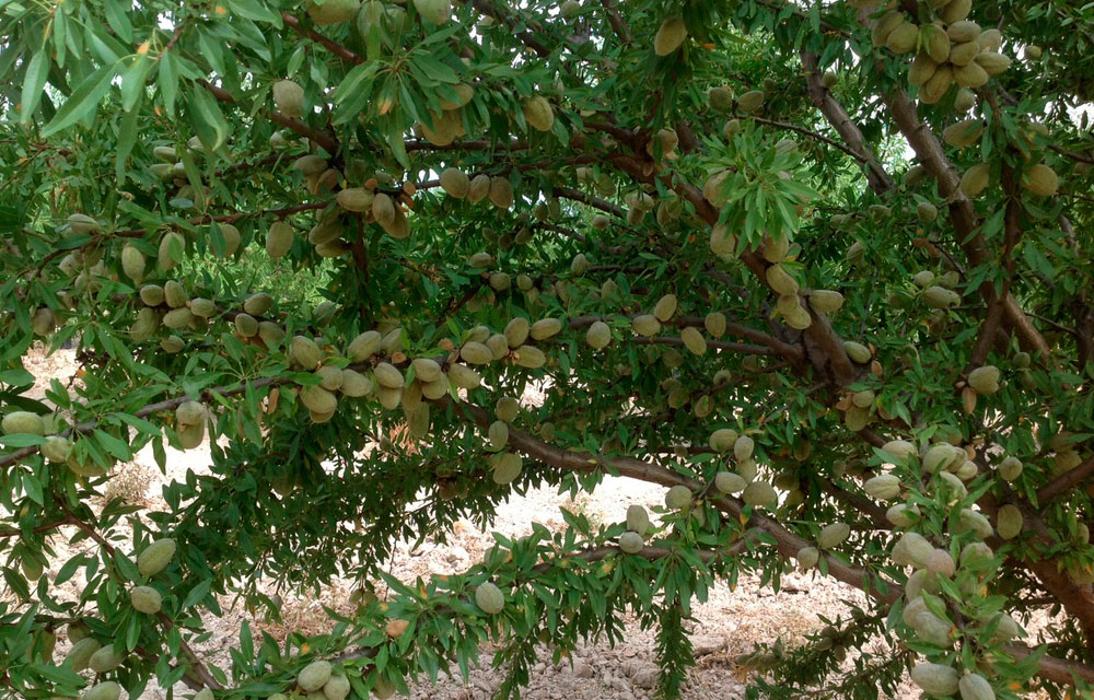 Guía de abonado del almendro