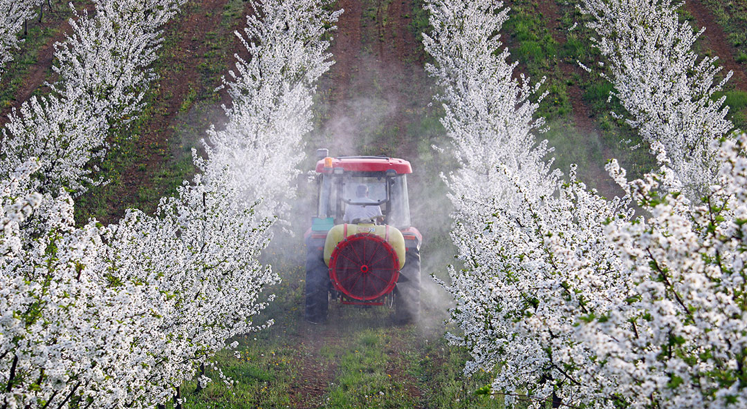 Abonado foliar en almendros