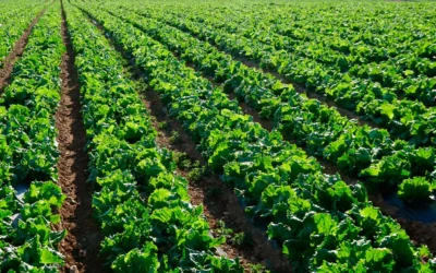 El nitrógeno en la agricultura