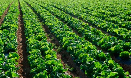El nitrógeno en la agricultura