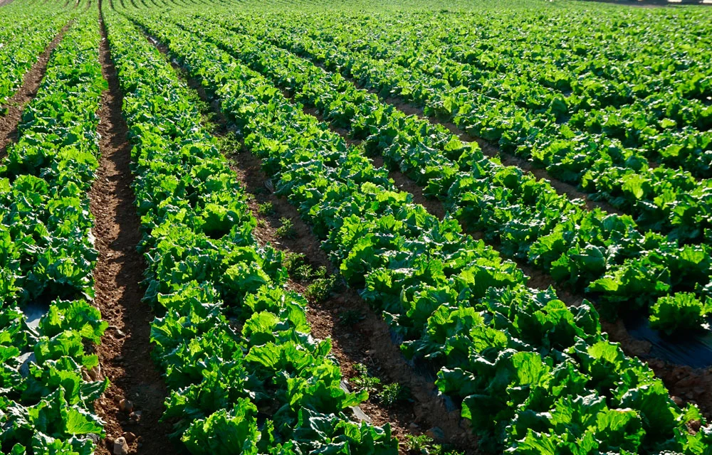 El nitrógeno en la agricultura
