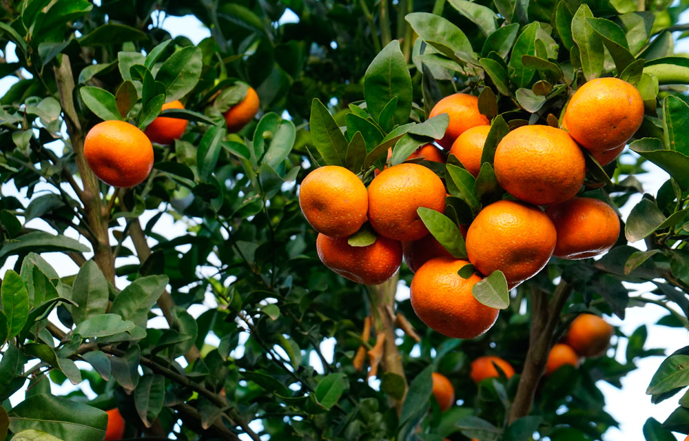 Abonos y fitosanitarios ecológicos certificados bajo la Norma UNE