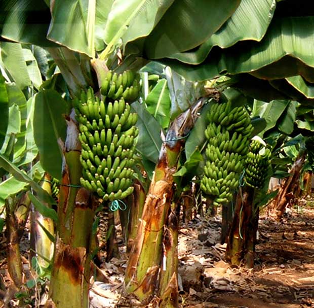 Abonos para aumentar el tamaño de las frutas