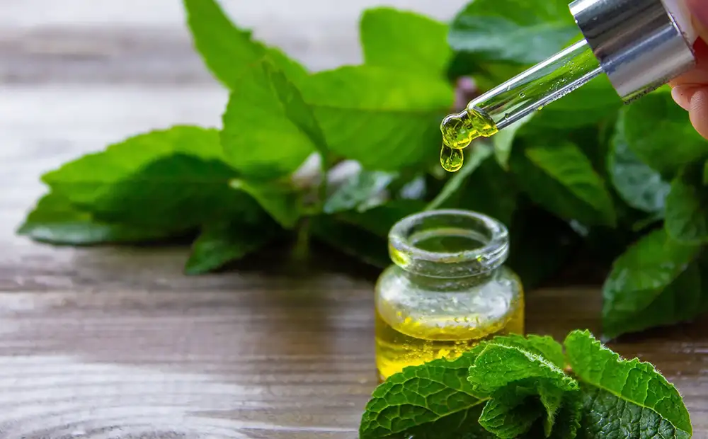 Aceite esencial de menta
