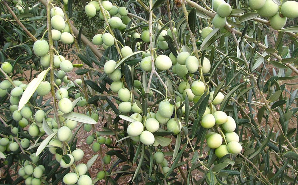 Aceituna Aloreña con Denominación de Origen Protegida, D.O.P