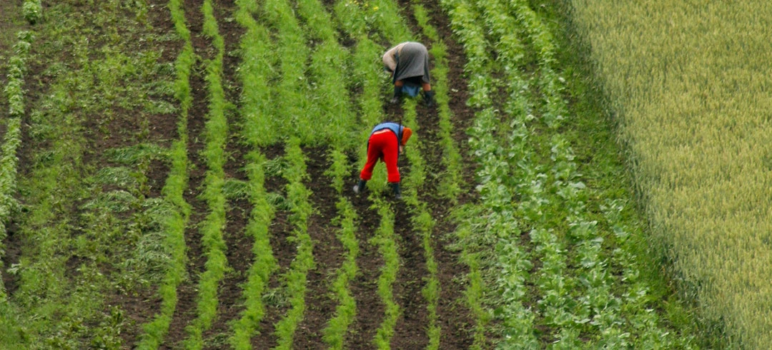 Agricultores trabajando en el campo