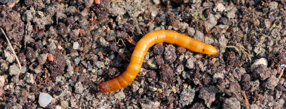 Larva de Agriotes lineatus