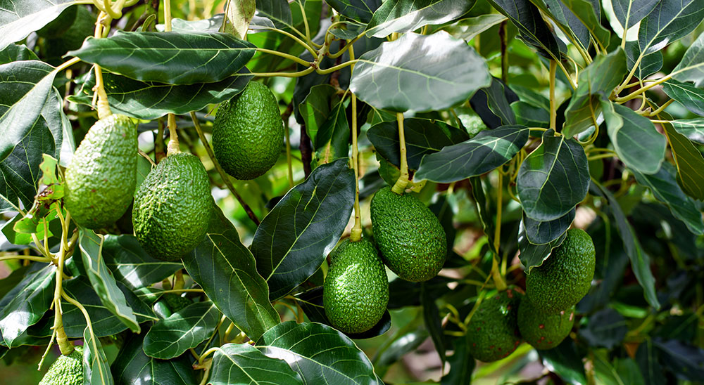 Aguacates en el árbol