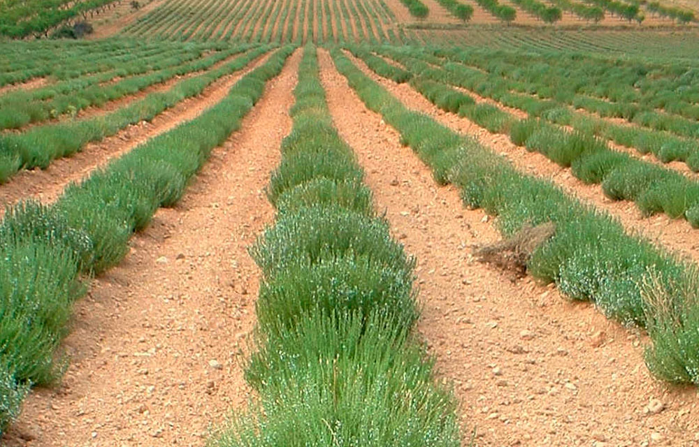Informe técnico para el cultivo de Ajedrea