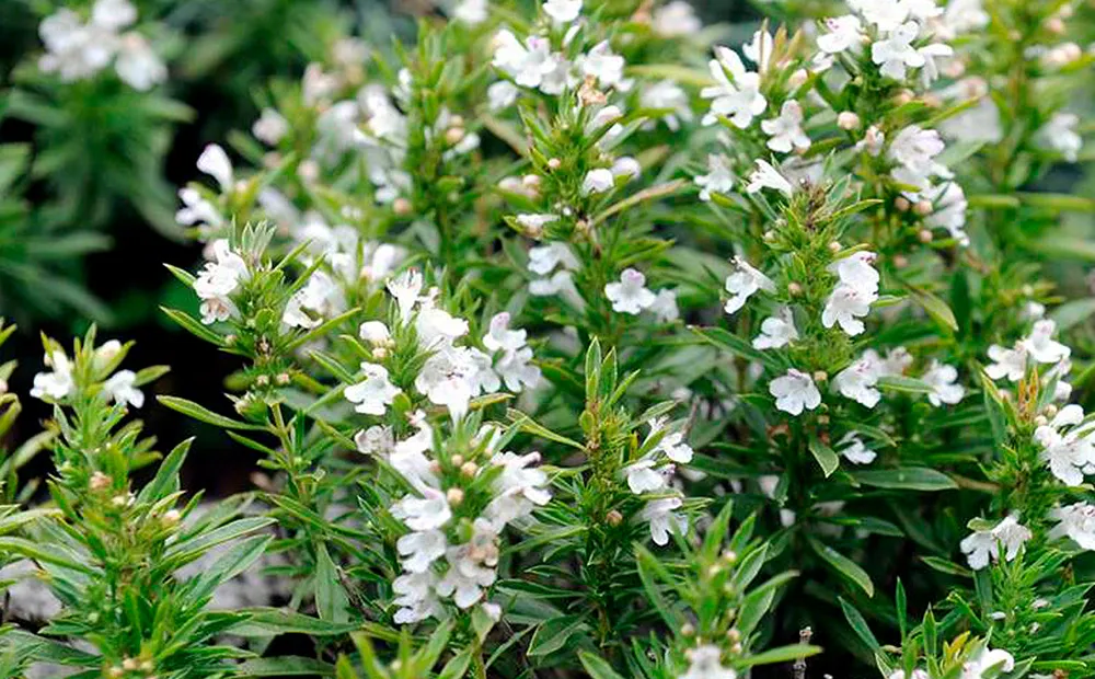 Ajedrea planta silvestre