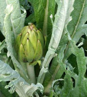 Alcachofa