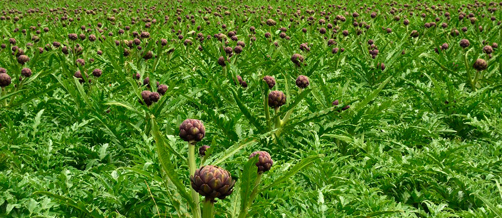 Alcachofas en cultivo