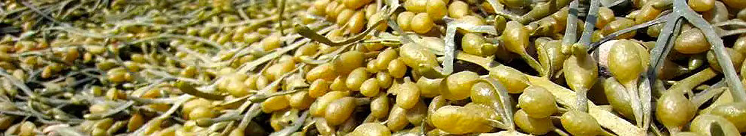 Alga parda Ascophyllum nodosum