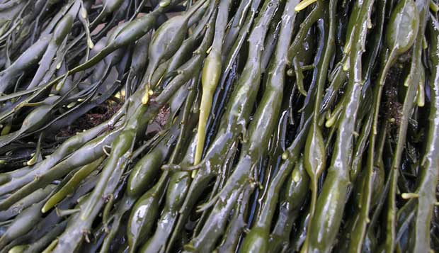 Algas de Ascophyllum nodosum
