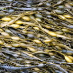 El alga Ascophyllum nodosum en agricultura