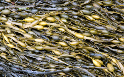 El alga Ascophyllum nodosum en agricultura