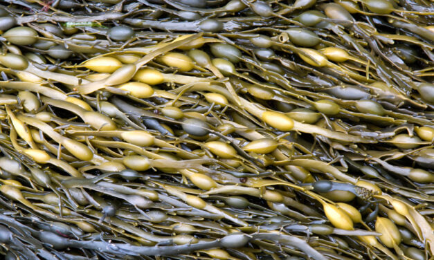 El alga Ascophyllum nodosum en agricultura