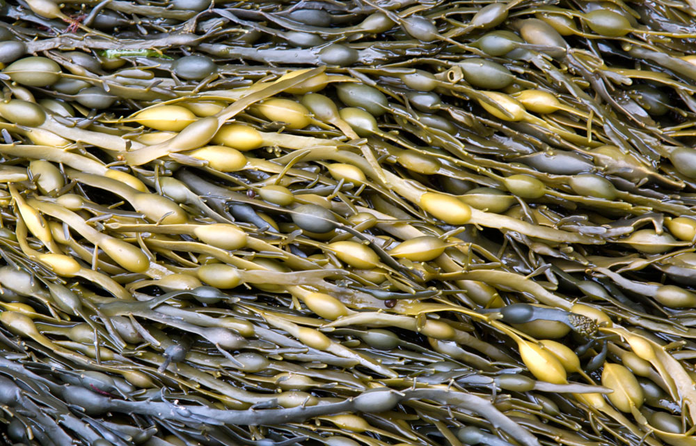 El alga Ascophyllum nodosum en agricultura