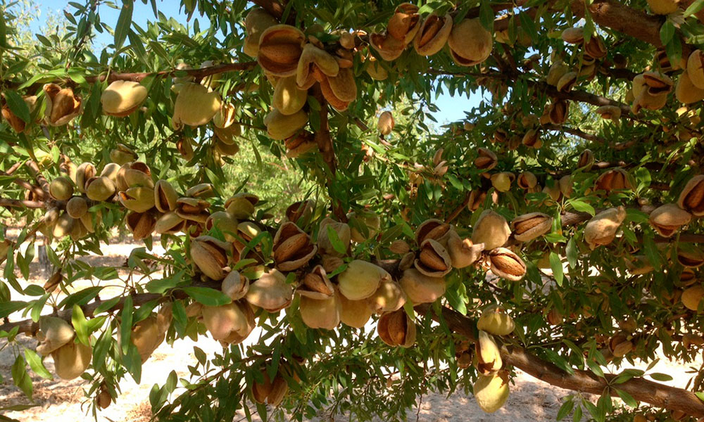 Almendras en el árbol