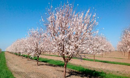 Cultivo del almendro