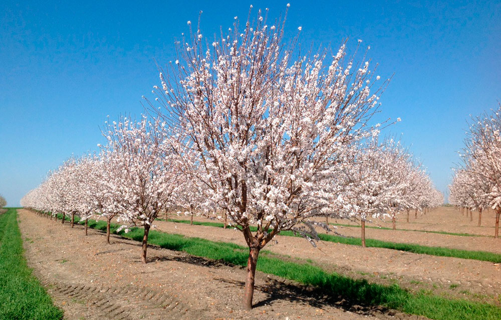 Cultivo del almendro