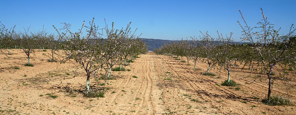 Almendros en cultivo