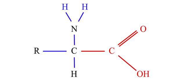 Los aminoácidos son moléculas orgánicas