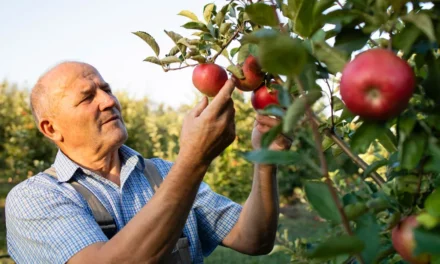 La poscosecha comienza en el campo