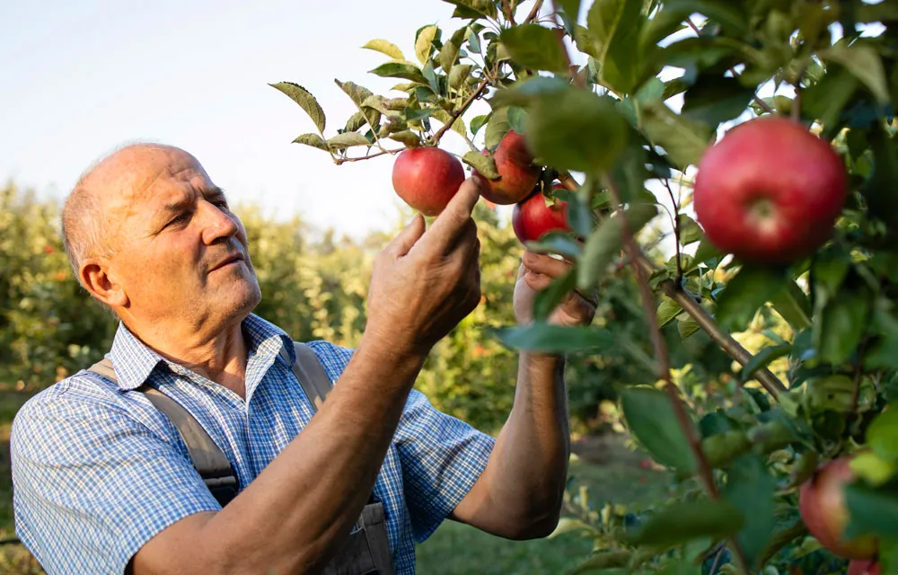 La poscosecha comienza en el campo