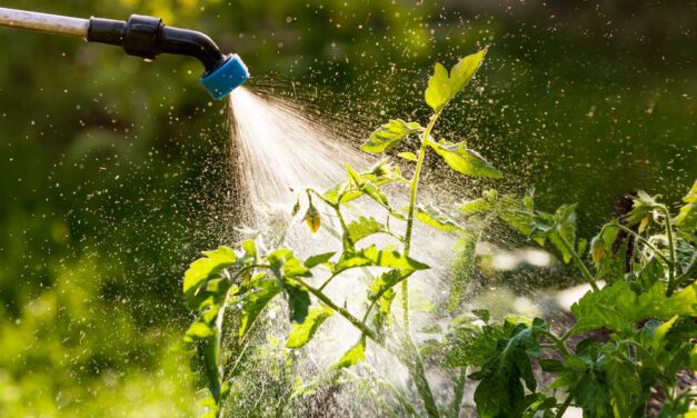 fertilizantes foliares líquidos