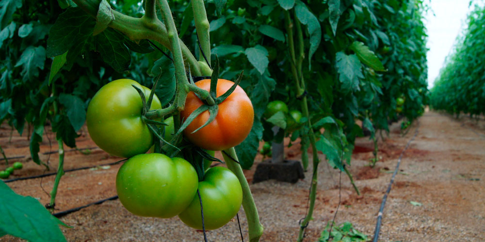 Corrección con hierro quelatado EDDHA ecológico en tomateras