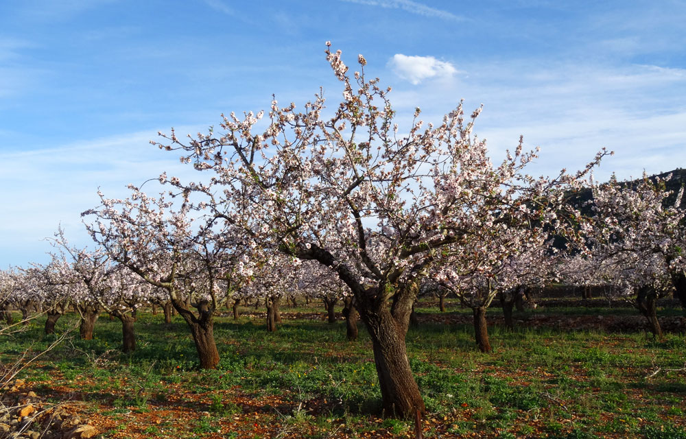 Árbol de almendro en flor