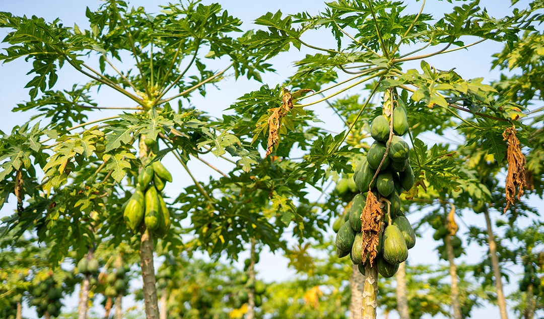 Árbol de papaya en cultivo