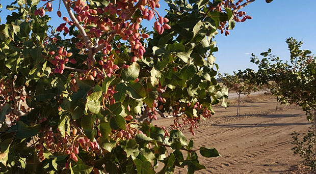 Portainjertos de pistachero