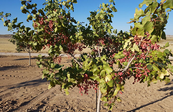 Frutos del pisctacho