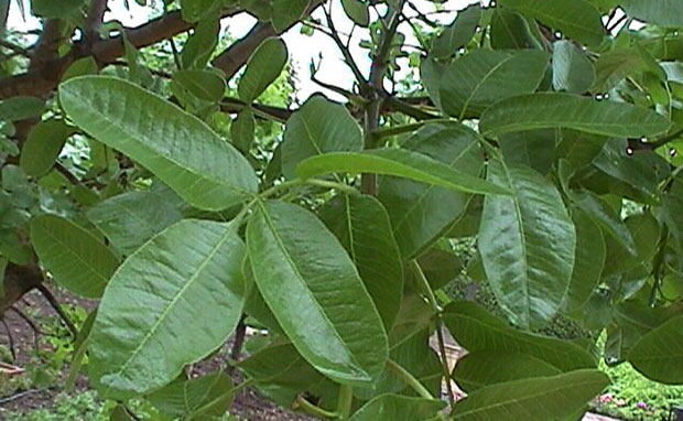 Plagas y enfermedades del pistachero