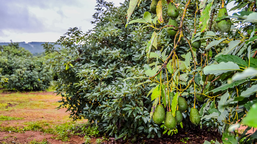 Árboles con aguacates en cultivo