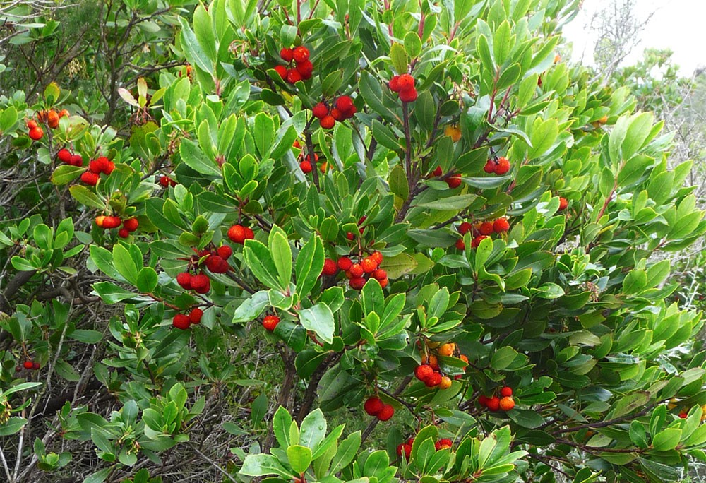 Frutos de madroño