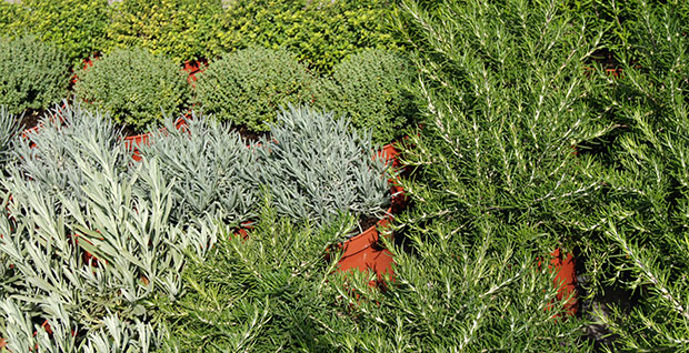 Aromáticas en maceta de barro