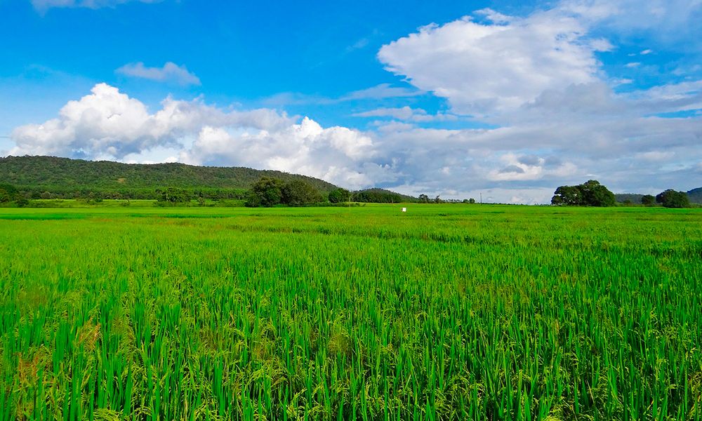 Campo de arroz