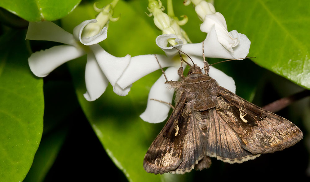 Autographa gamma