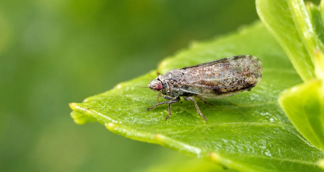 Diaphorina citri