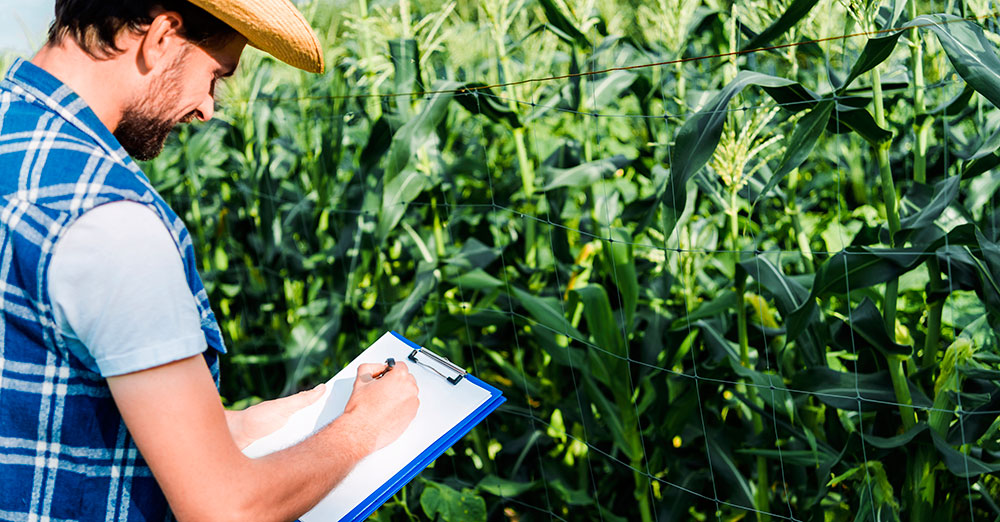 Biocontrol en cultivos de maíz